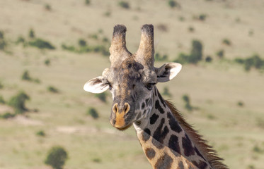 Obraz premium Africa