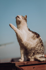 Beautiful male cat extend his front leg in order to reach for something, sitting on high fence and look up.