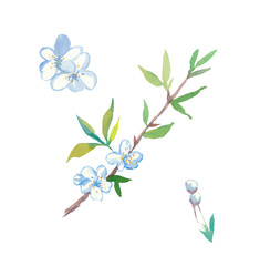 One branch watercolor sakura with flowers ,leaves and buds.Botany illustrations on the white  isolated background hand drawn. Design for stickers, wrapping paper, wallpaper, packaging and postcards.