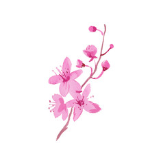 One branch watercolor sakura with flowers ,leaves and buds.Botany illustrations on the white isolated background hand drawn. Design for stickers, wrapping paper, wallpaper, packaging and postcards.