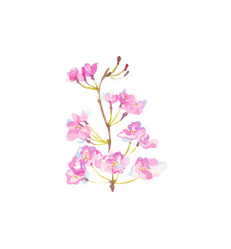One branch watercolor sakura with flowers ,leaves and buds.Botany illustrations on the white  isolated background hand drawn. Design for stickers, wrapping paper, wallpaper, packaging and postcards.