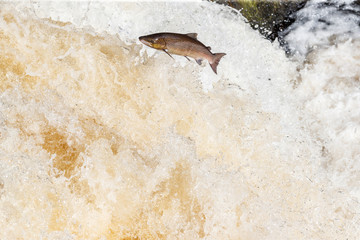 Leaping salmon