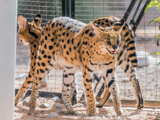 Wild Animal Serval Cat in African Jungle