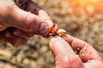 Worm on a hook in his hand fisherman.Macro shot of red worms Dendrobena in manure, earthworm live bait for fishing,fishing man making fishing bait to hunting fish