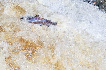 Leaping salmon