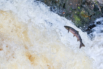 Obraz premium Leaping salmon