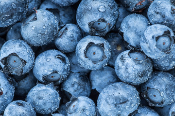 Water drops on ripe sweet blueberry. Fresh blueberries background with copy space for your text. Vegan and vegetarian concept. Macro texture of blueberry berries.Texture blueberry berries close up