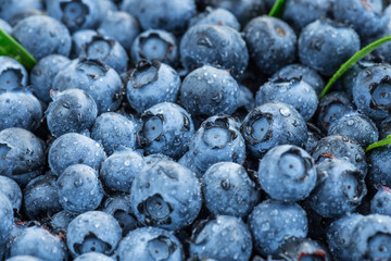 Water drops on ripe sweet blueberry. Fresh blueberries background with copy space for your text. Vegan and vegetarian concept. Macro texture of blueberry berries.Texture blueberry berries close up