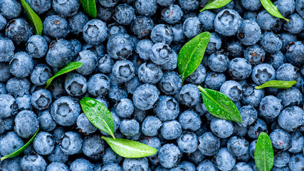 Water drops on ripe sweet blueberry. Fresh blueberries background with copy space for your text....