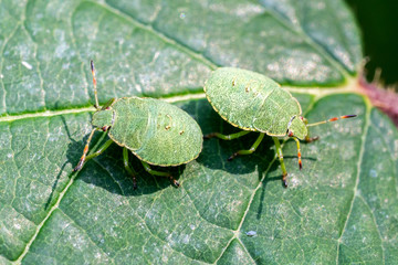 Closeup of two Green Shield Bug (Palomena prasina) nymphs on a leaf
