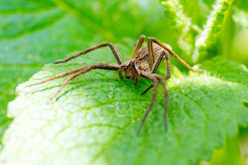 Closeup of a Nursery Web Spider (Pisaura mirabilis) on a lemon balm plant (Melissa officinalis)