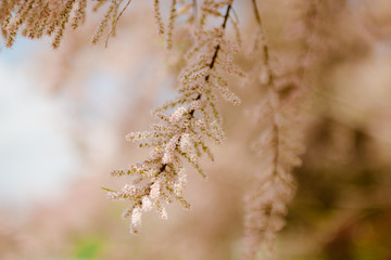 Spring flowering tamarisk bushes on a blurred background with bokeh. Pink flowers on a branch.