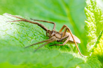 Closeup of a Nursery Web Spider (Pisaura mirabilis) on a lemon balm plant (Melissa officinalis)