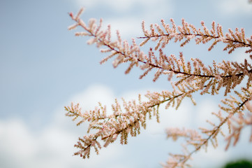 Spring flowering tamarisk bushes on a blurred background with bokeh. Pink flowers on a branch.