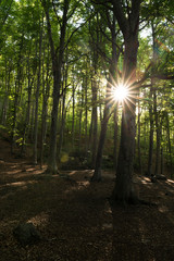 Fototapeta na wymiar sunstar among the trees of the Monca forest...
