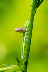 Closeup of a dead caterpillar (prob. drab / Orthosia spec.) with a parasite cocoon