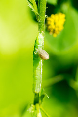 Closeup of a dead caterpillar (prob. drab / Orthosia spec.) with a parasite cocoon