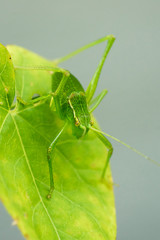 Closeup of a bush-cricket (prob. young Leptophyes punctatissima)