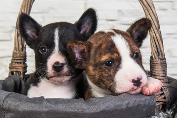Two Funny small babies Basenji puppies dogs