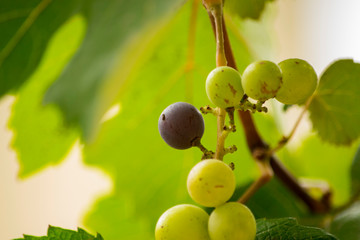 Uva Morada entre Uvas Verdes