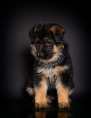little German shepherd puppy on a dark background