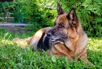 German shepherd muzzle close up