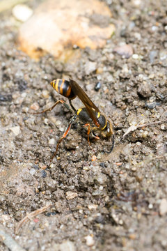 Closeup of a wasp collecting mud for nesting (prob. Sceliphron curvatum)