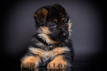 little German shepherd puppy on a dark background