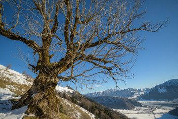 Bemoster Ahorn bei Blauem HImmel und Schnee in den Alpen