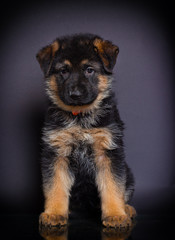 little German shepherd puppy on a dark background