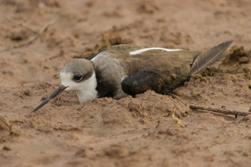 Pájaro blanco y negro herido