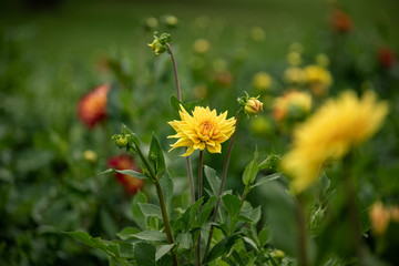 Dahlias in Stuttgart on the Killesberg