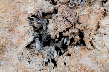View of an old rotten stump