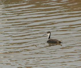 Pájaro blanco y negro nadando en laguna de campo