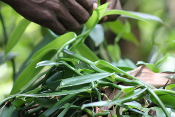 Naklejka premium Vanille