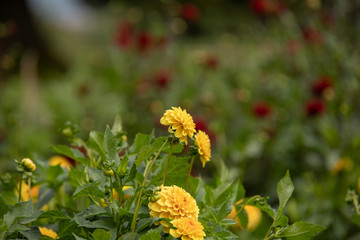 Dahlias in Stuttgart on the Killesberg