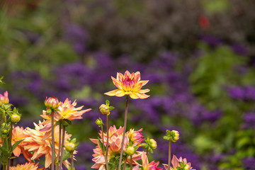 Dahlias in Stuttgart on the Killesberg