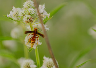 Caran , Avispa colorada Posada en Flor Blanca