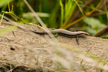 Lagartija Marrón Pequeña descansando