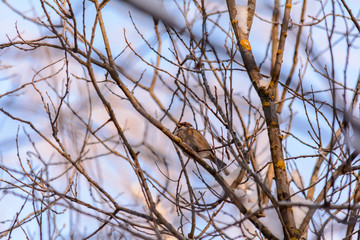 Fototapeta na wymiar Forest birds live near the feeders in winter