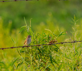 Pájaro Pequeño Posado en Alambrado de Campo