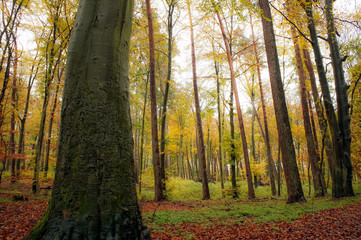 autumn trees in the park or forest