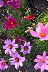 Pink and Purple Garden Flowers