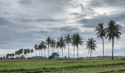 Fototapeta na wymiar Rows of beautiful coconut trees