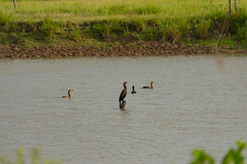 Chumuco descansando en tronco en Laguna - ave acuática negra