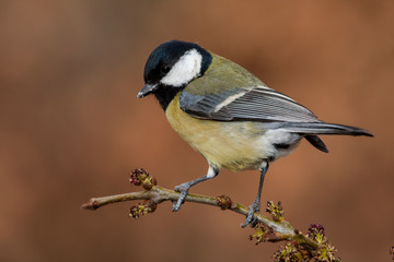 Great Tit, Parus major, perched on a branch with a clear uniform background. Leon, Spain