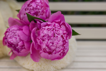 Buds of lively Peonies in saturated pink on a white wooden bench