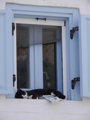 Cat sleeping on the windowsill, Emporio village, Santorini island,Greece.