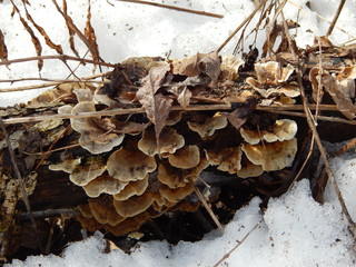 Fungi decomposing a fallen tree