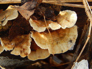 Fungi decomposing a fallen tree